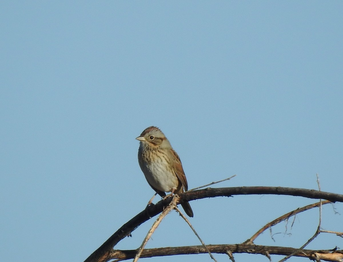 Lincoln's Sparrow - ML624082560