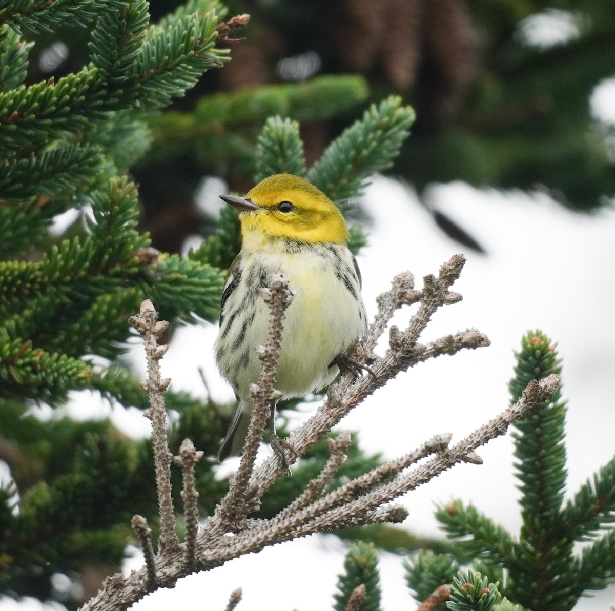 Black-throated Green Warbler - ML624082567