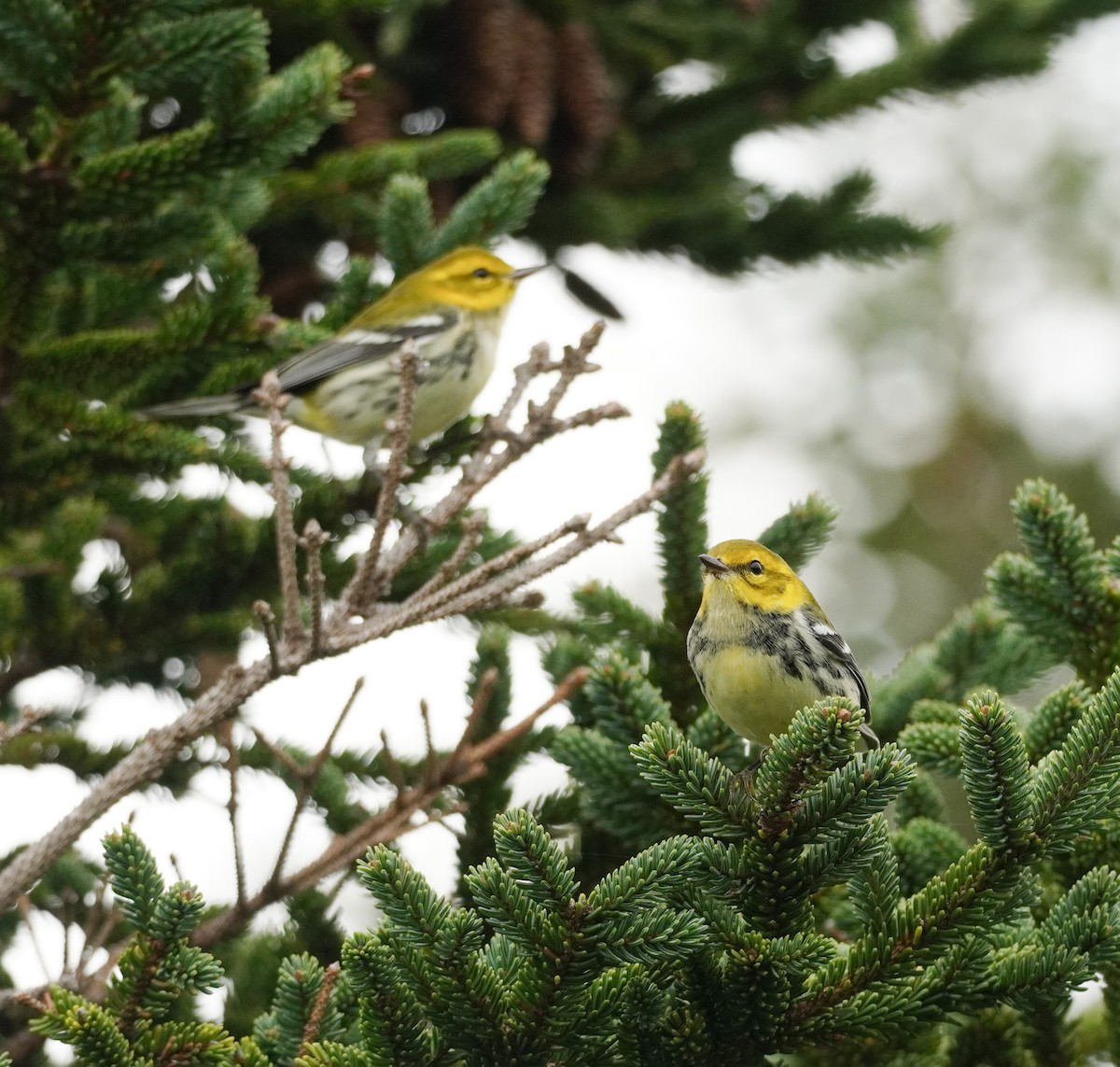 Black-throated Green Warbler - ML624082569