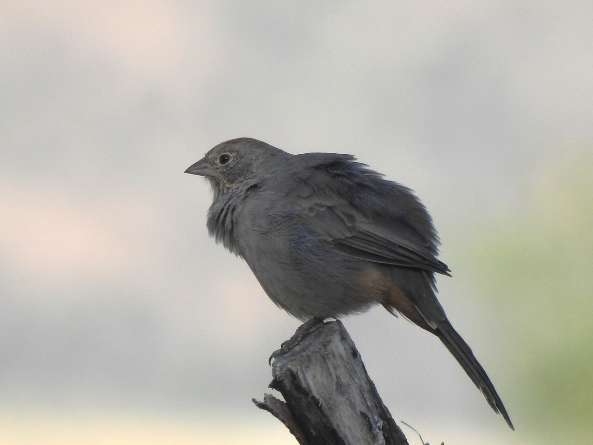 Canyon Towhee - ML624082571