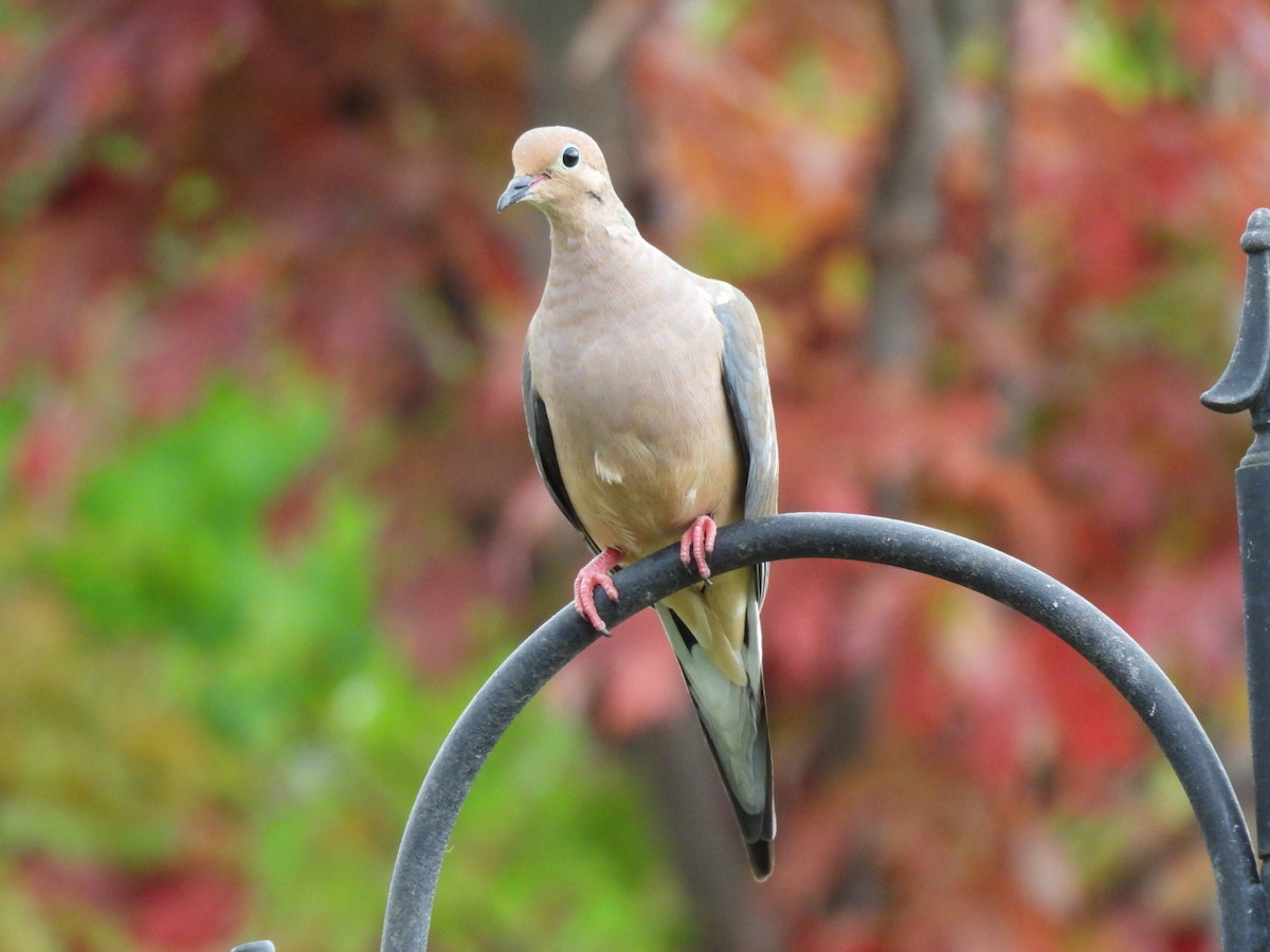 Mourning Dove - ML624082576