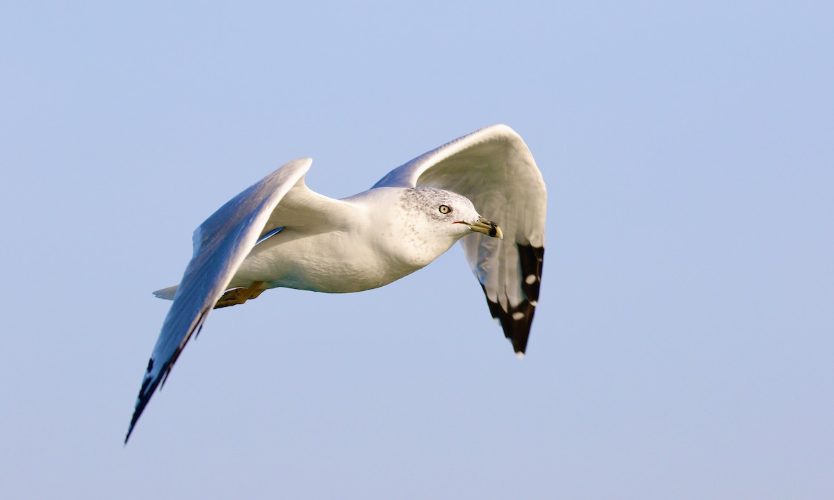 Ring-billed Gull - ML624082584