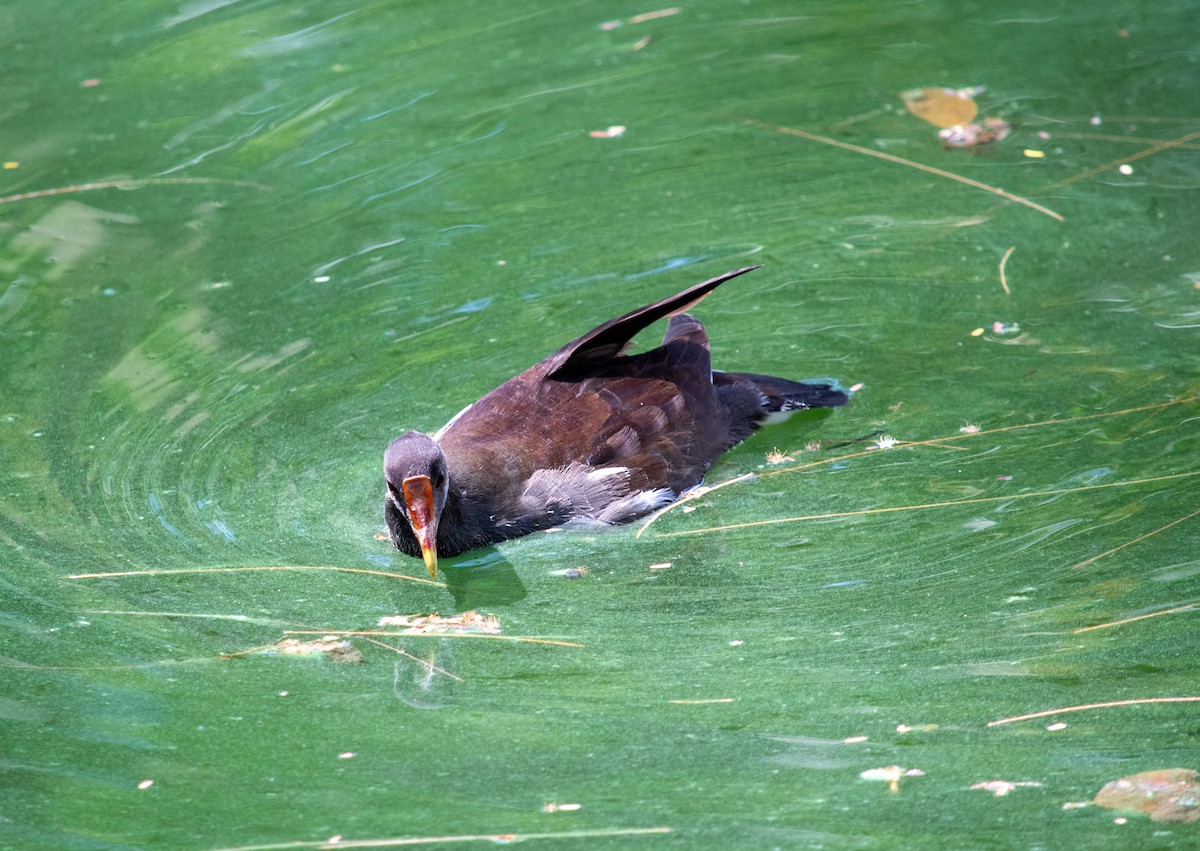 Common Gallinule - ML624082605