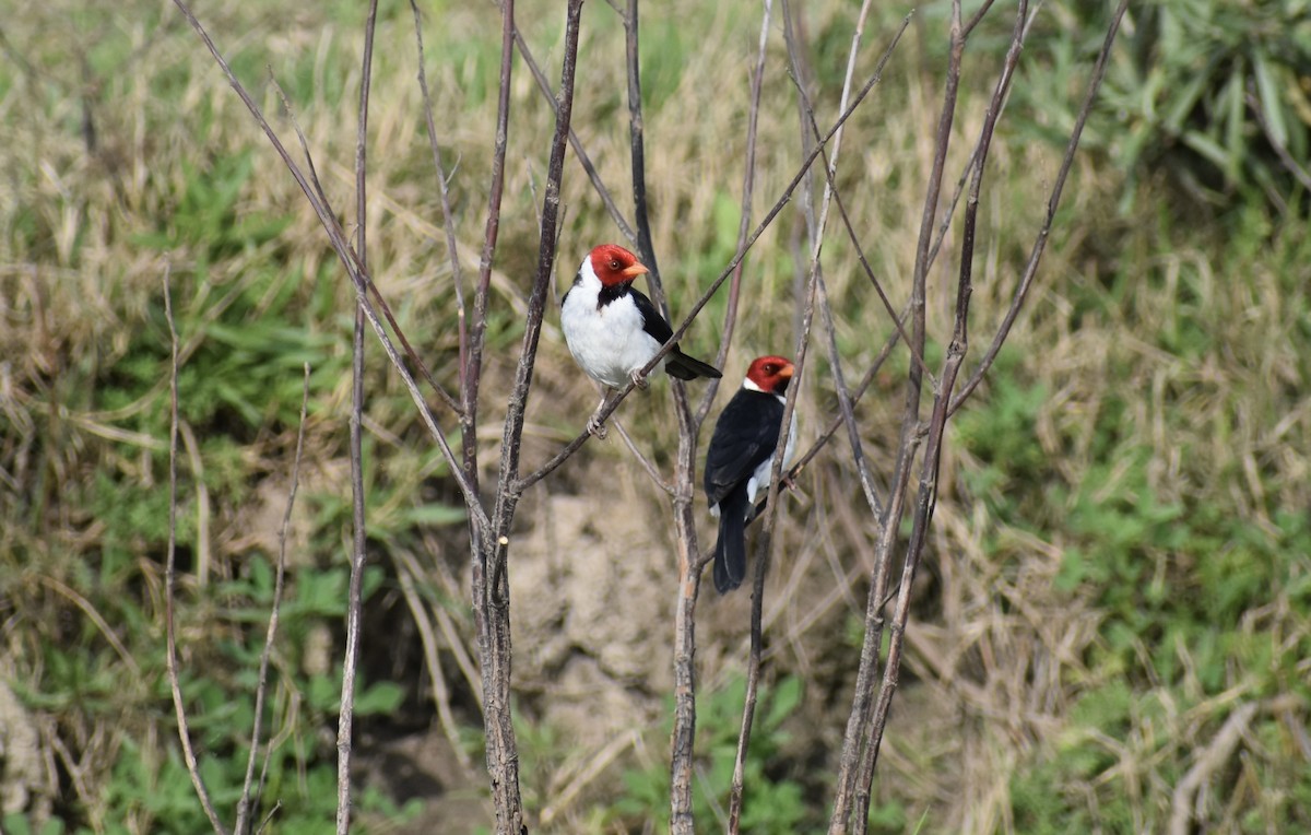 Yellow-billed Cardinal - ML624082654