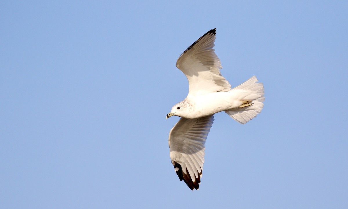 Ring-billed Gull - ML624082655