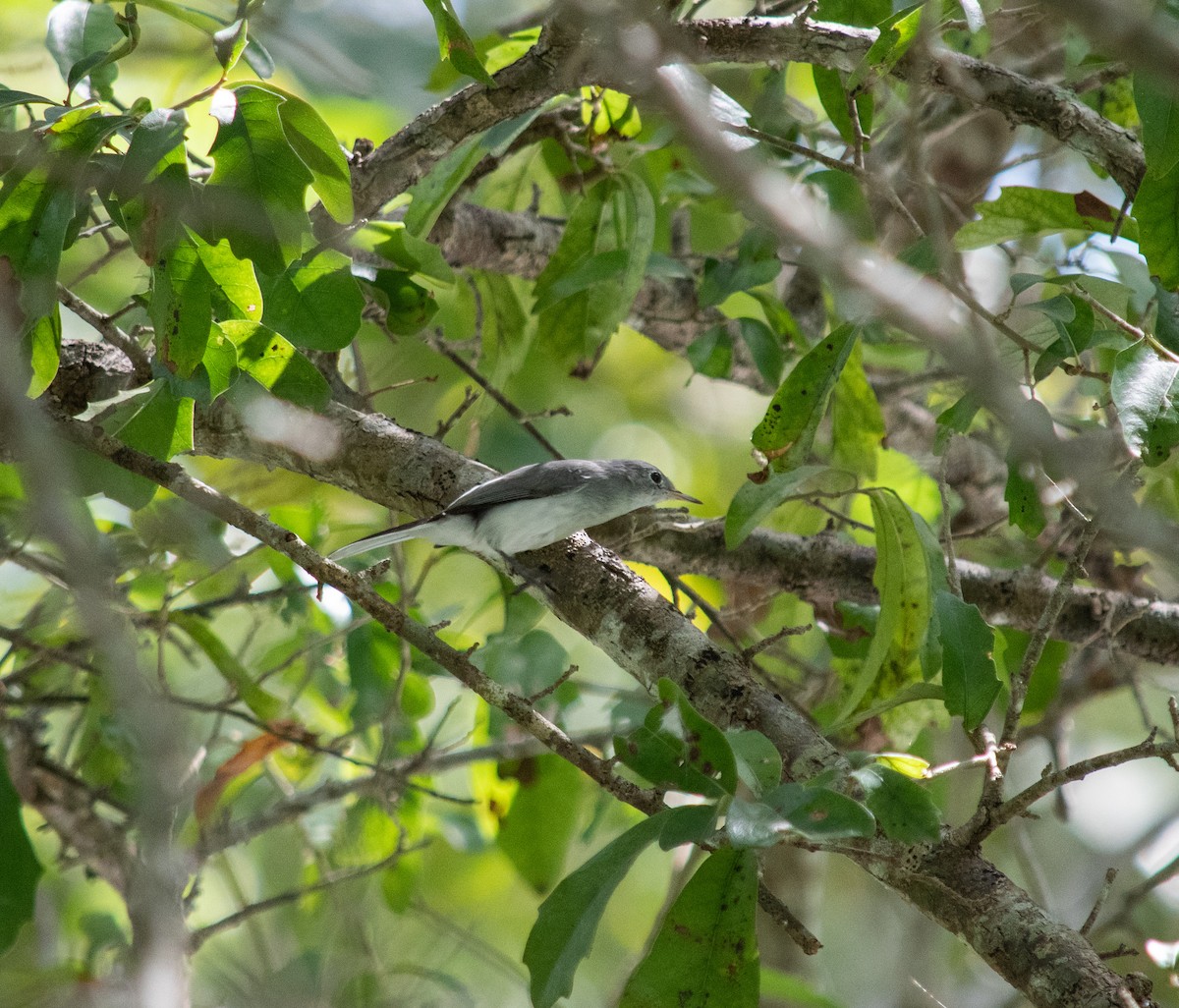 Blue-gray Gnatcatcher - ML624082675