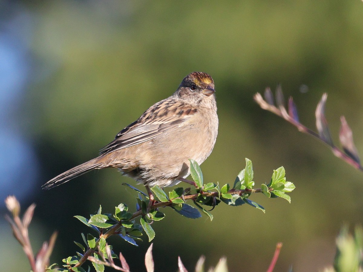 Bruant à couronne dorée - ML624082706