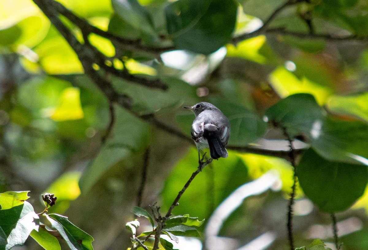 Blue-gray Gnatcatcher - ML624082735