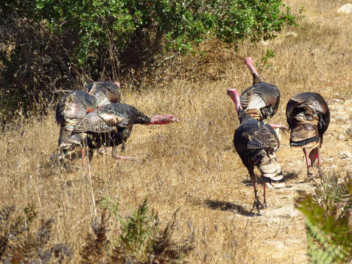 Wild Turkey - Lisa Larson