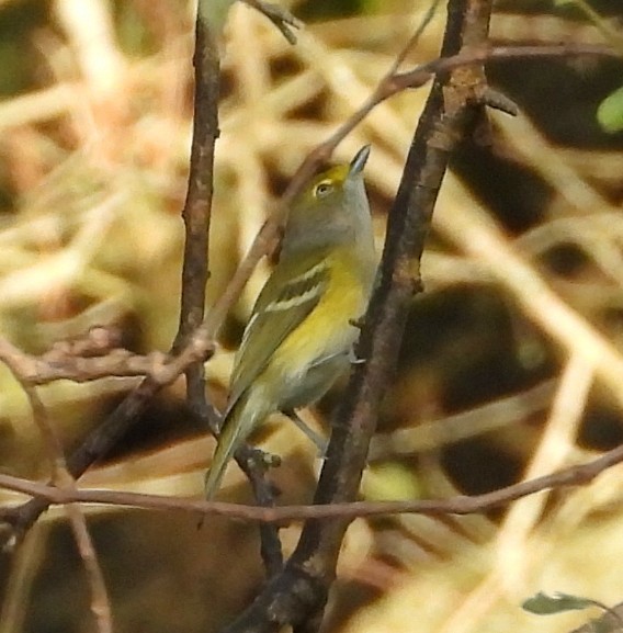 Weißaugenvireo - ML624082799