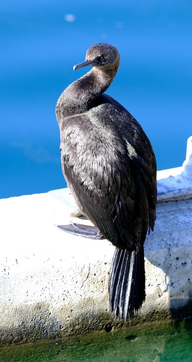 Pelagic Cormorant - ML624082802