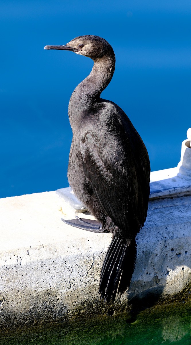 Pelagic Cormorant - David Zittin