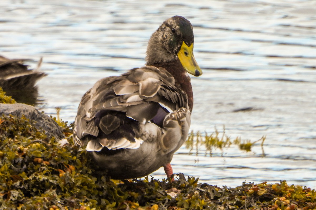 Mallard - Jean Needham