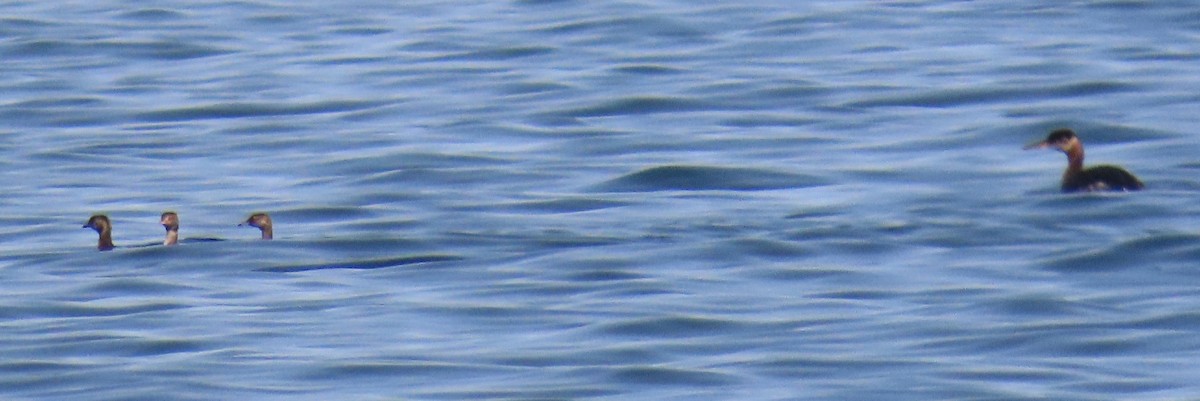 Red-necked Grebe - ML624082807