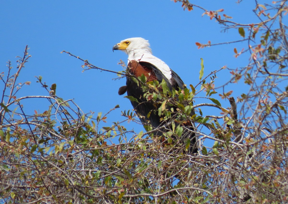 Schreiseeadler - ML624082809