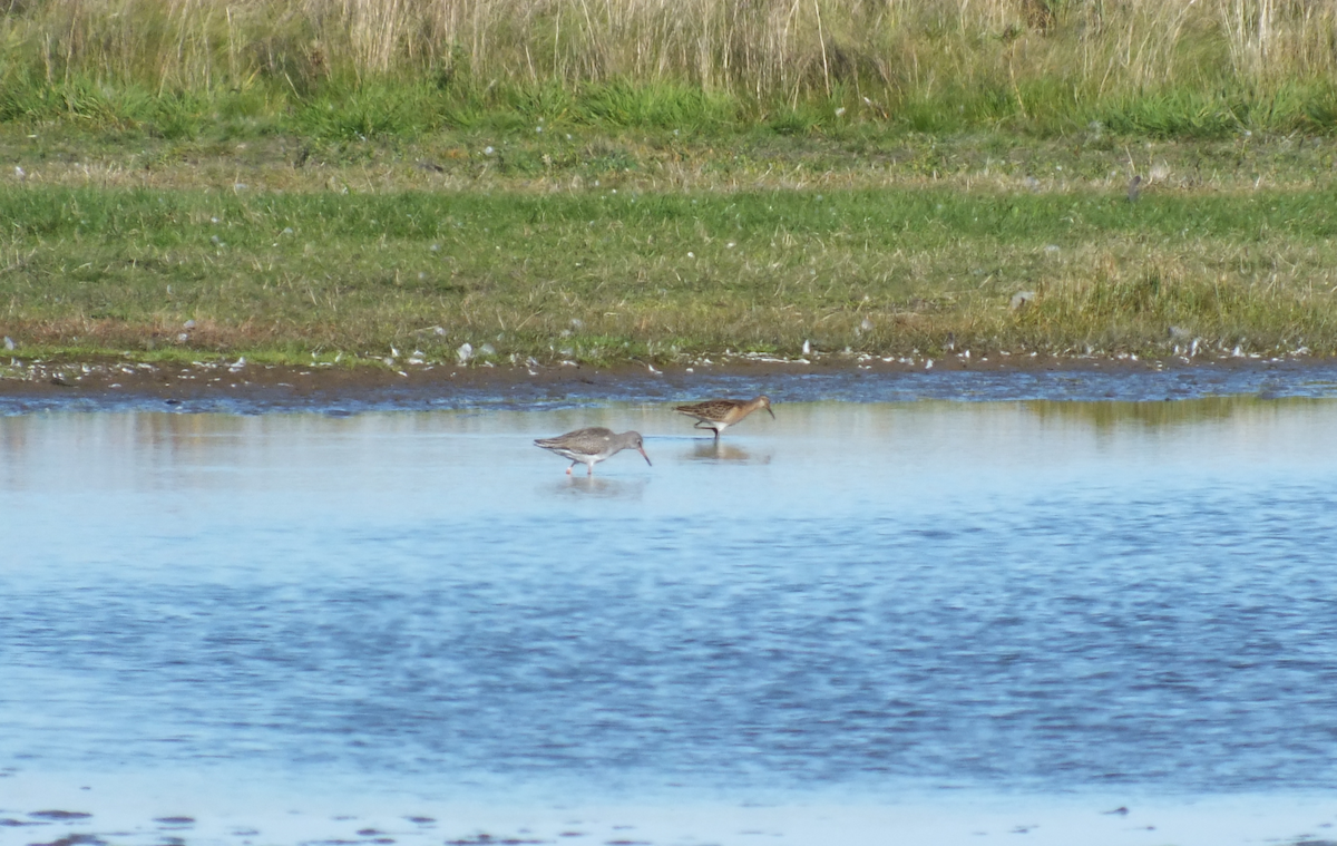 Charadriiformes, unbestimmt - ML624082810