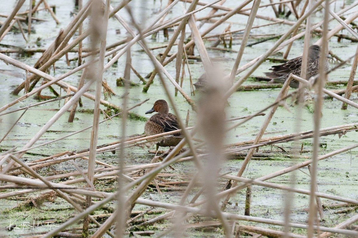 Cinnamon Teal - ML624082812