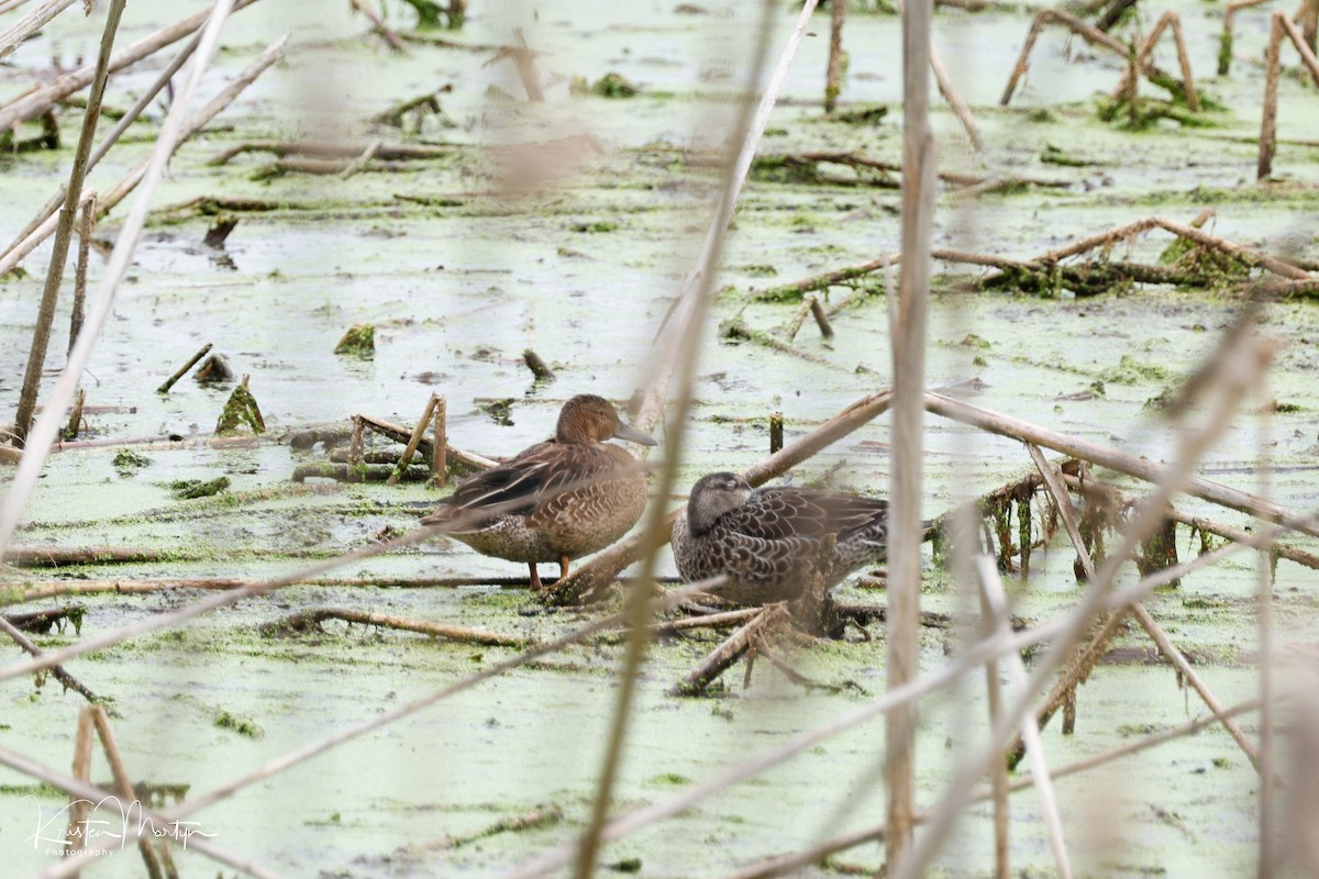 Cinnamon Teal - ML624082813