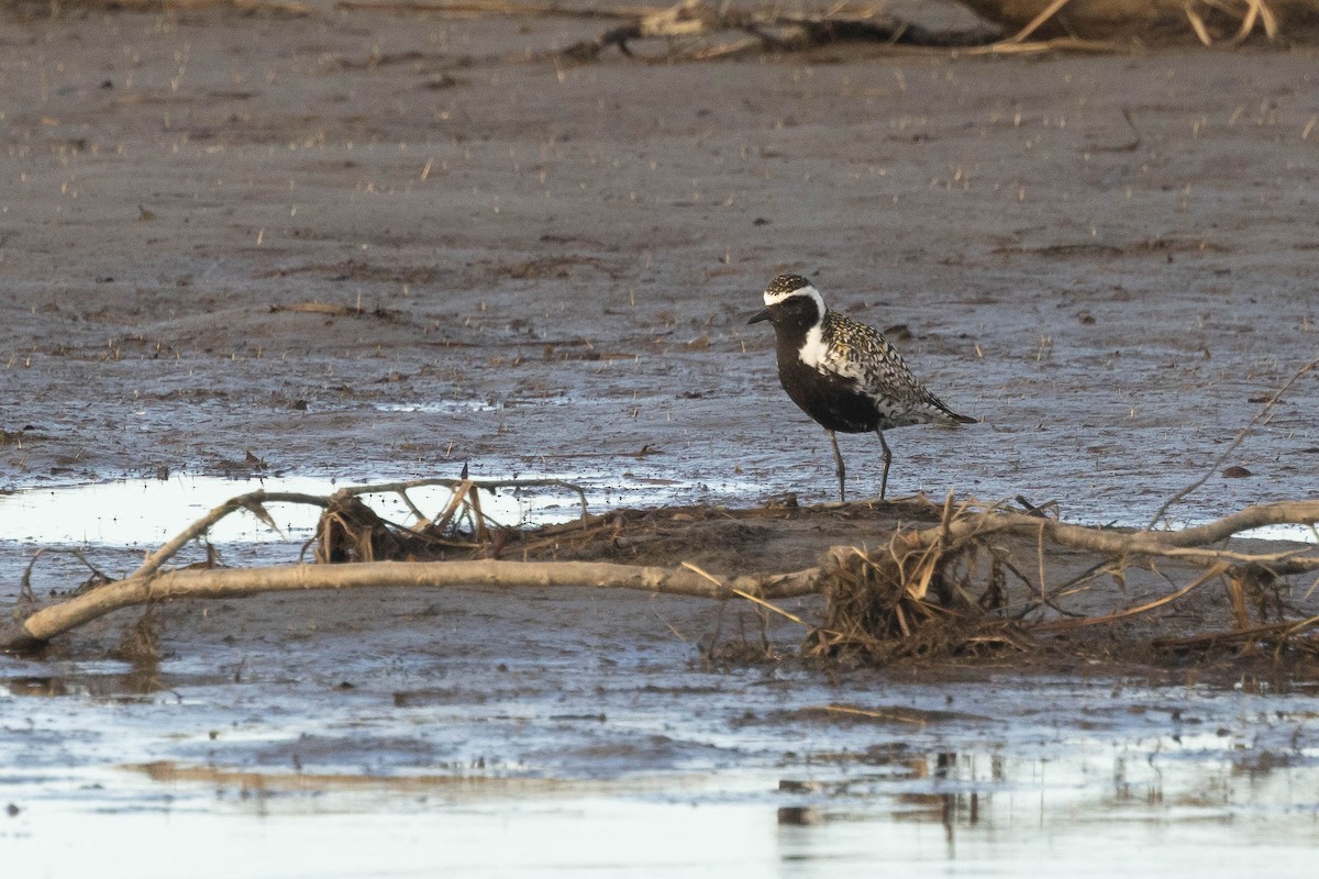 Pacific Golden-Plover - ML624082853