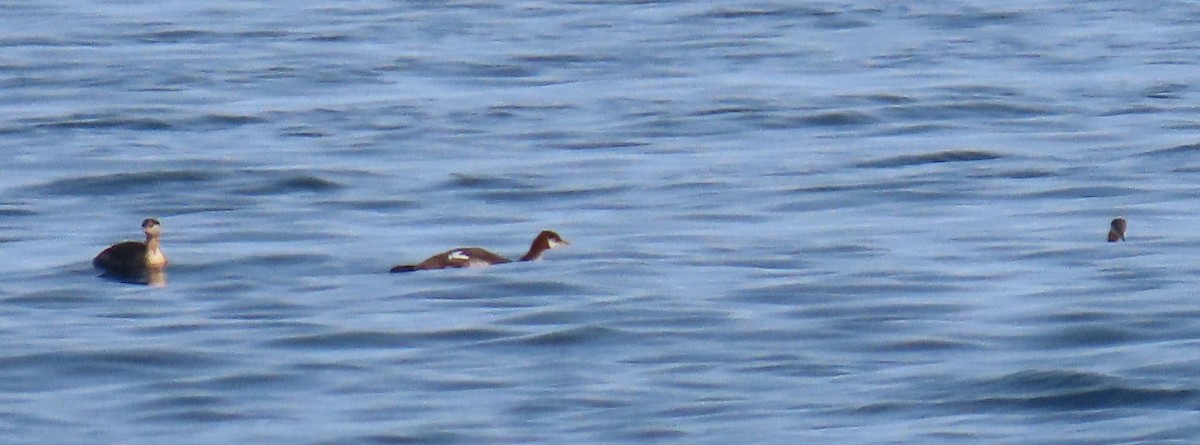 Red-necked Grebe - ML624082878