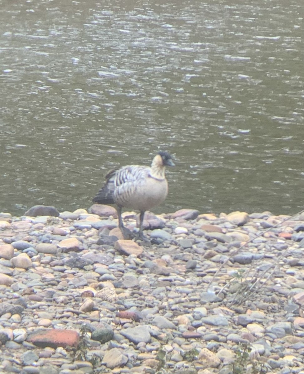 Hawaiian Goose - ML624082890