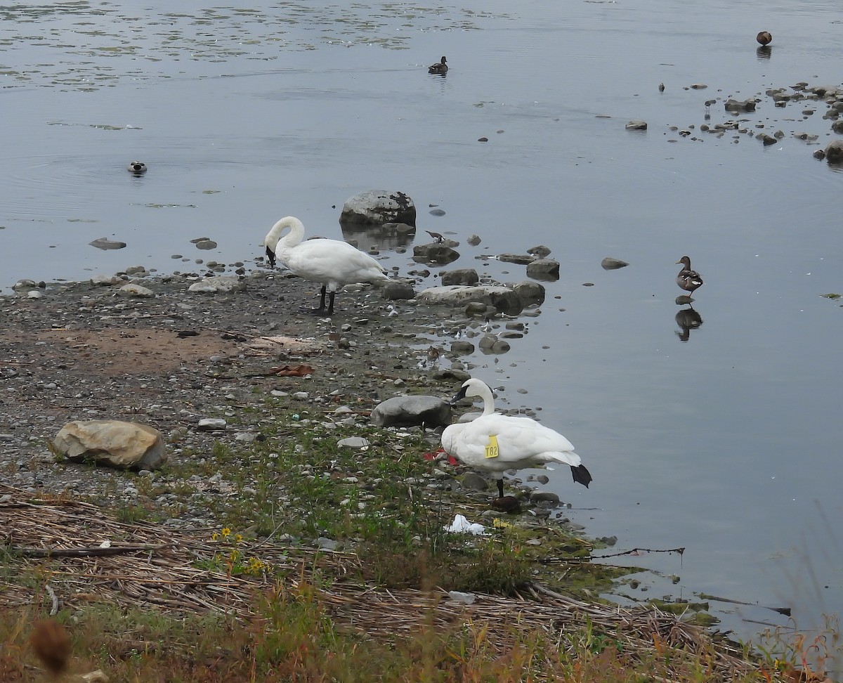 Trumpeter Swan - ML624082892