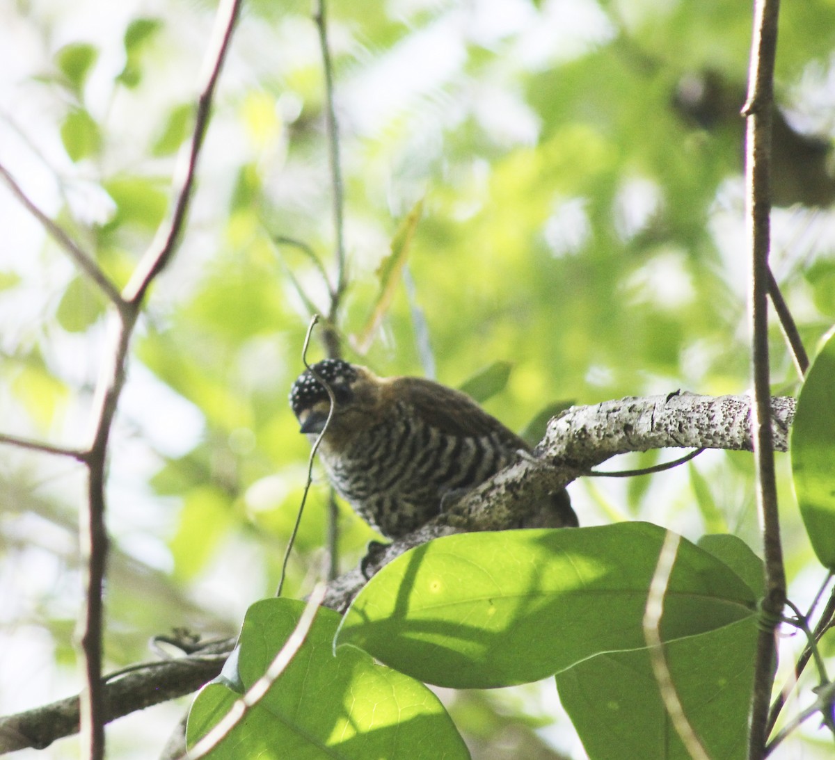 Ochre-collared Piculet - ML624082912