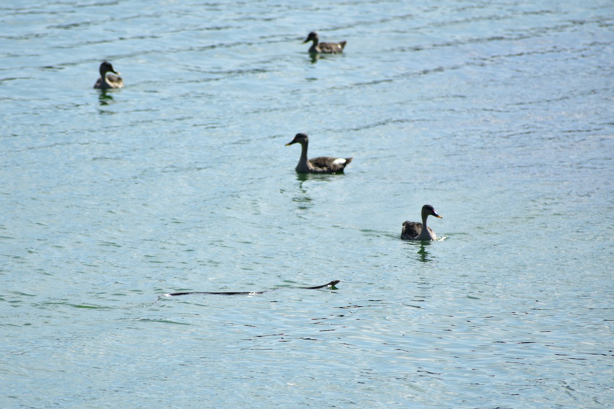 Indian Spot-billed Duck - ML624082951