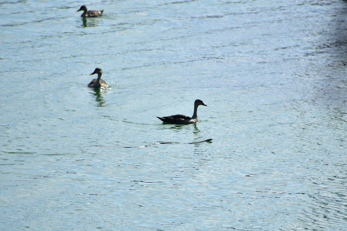 Indian Spot-billed Duck - ML624082952