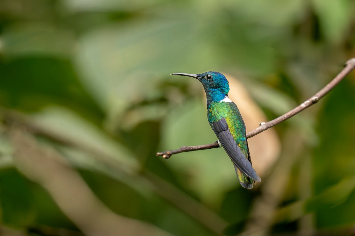 White-necked Jacobin - ML624082957