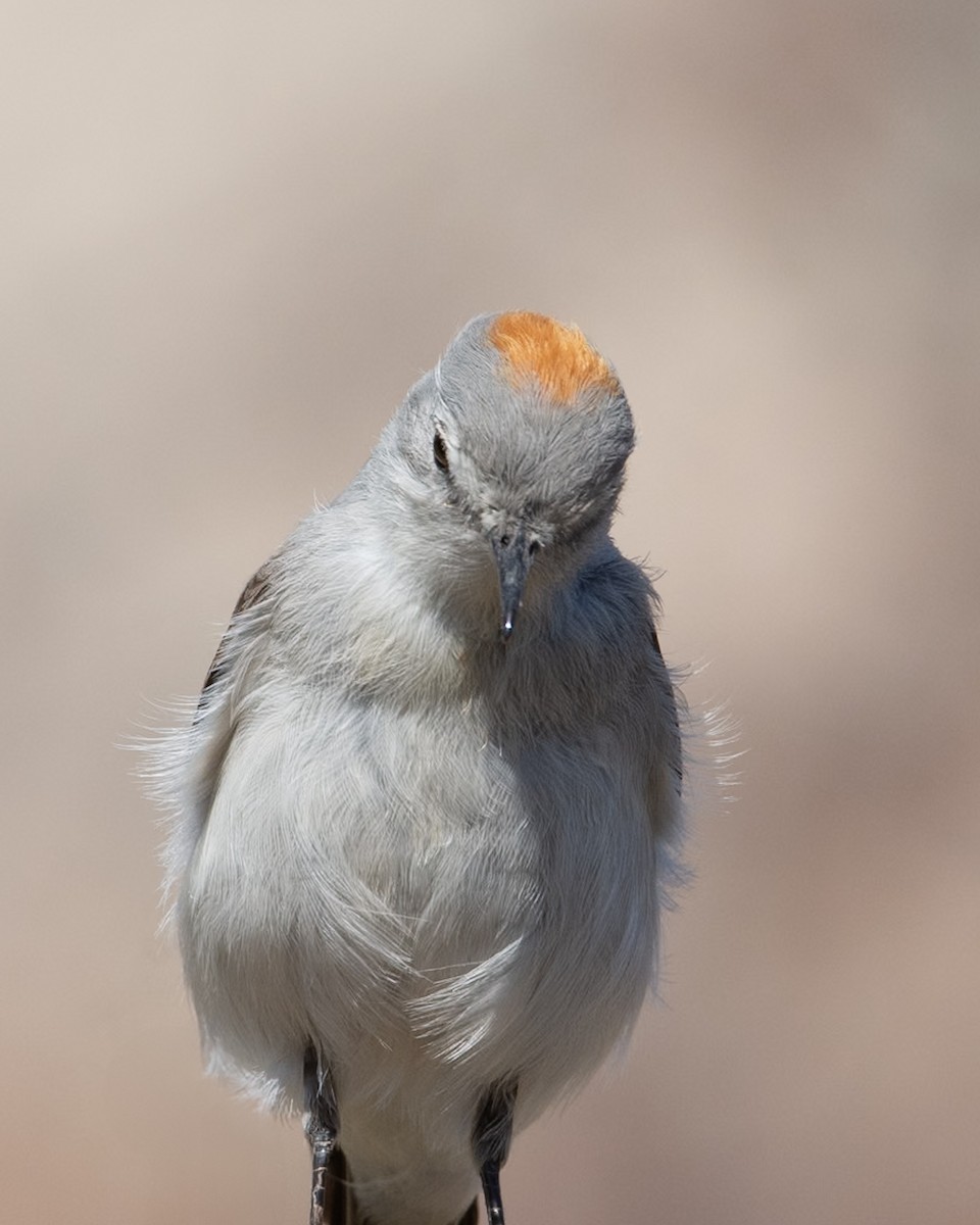 Rufous-naped Ground-Tyrant - ML624082958