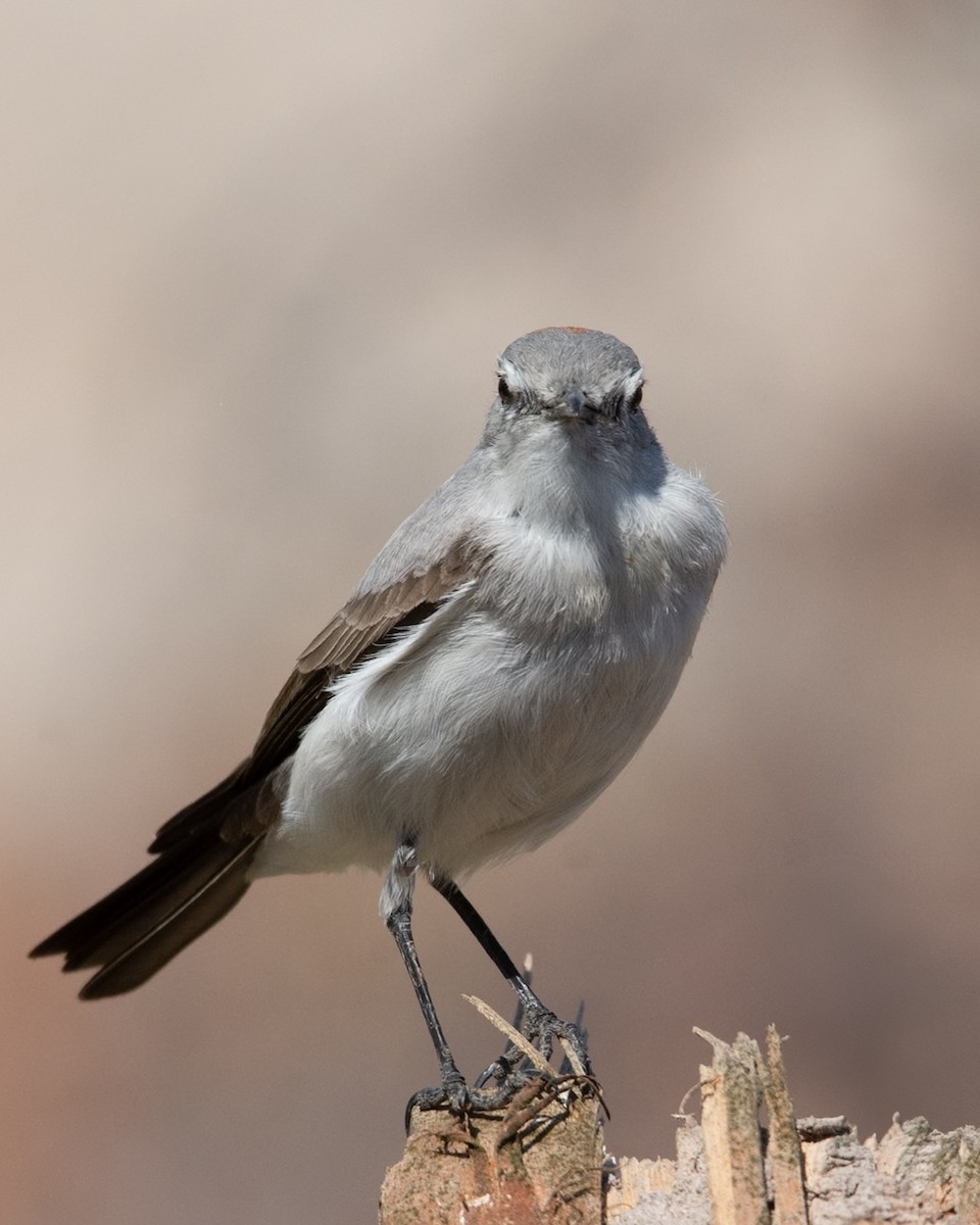 Rufous-naped Ground-Tyrant - ML624082959