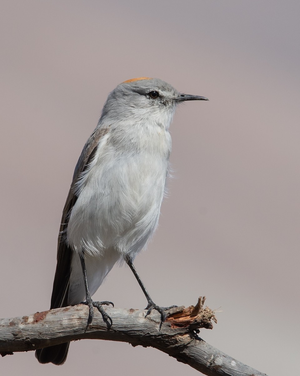 Rufous-naped Ground-Tyrant - ML624082960