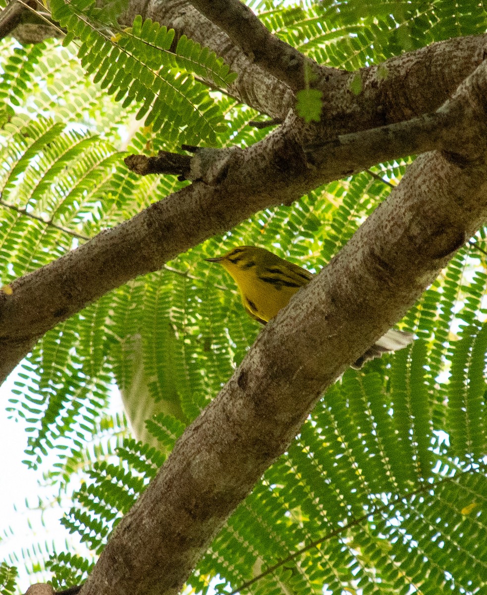 Prairie Warbler - ML624082974