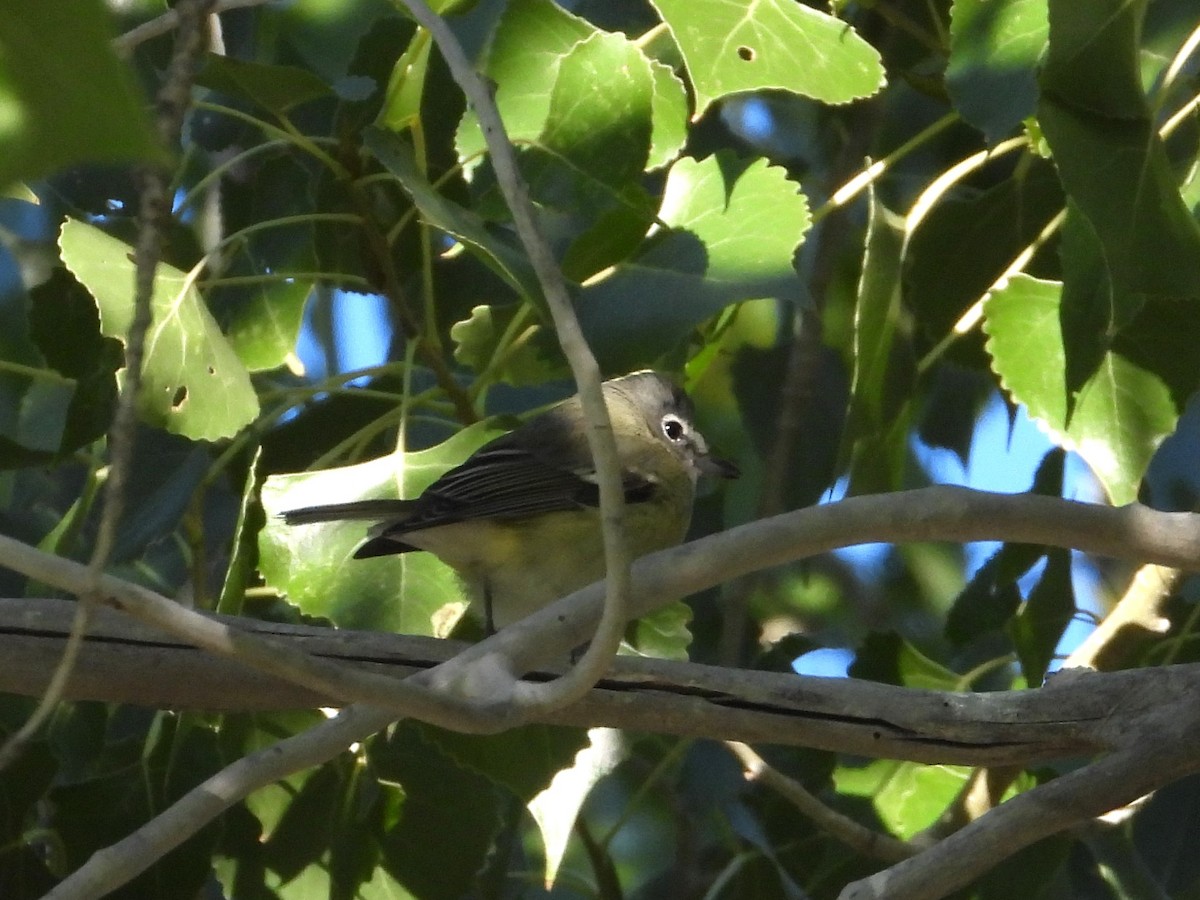 Cassin's Vireo - ML624082987