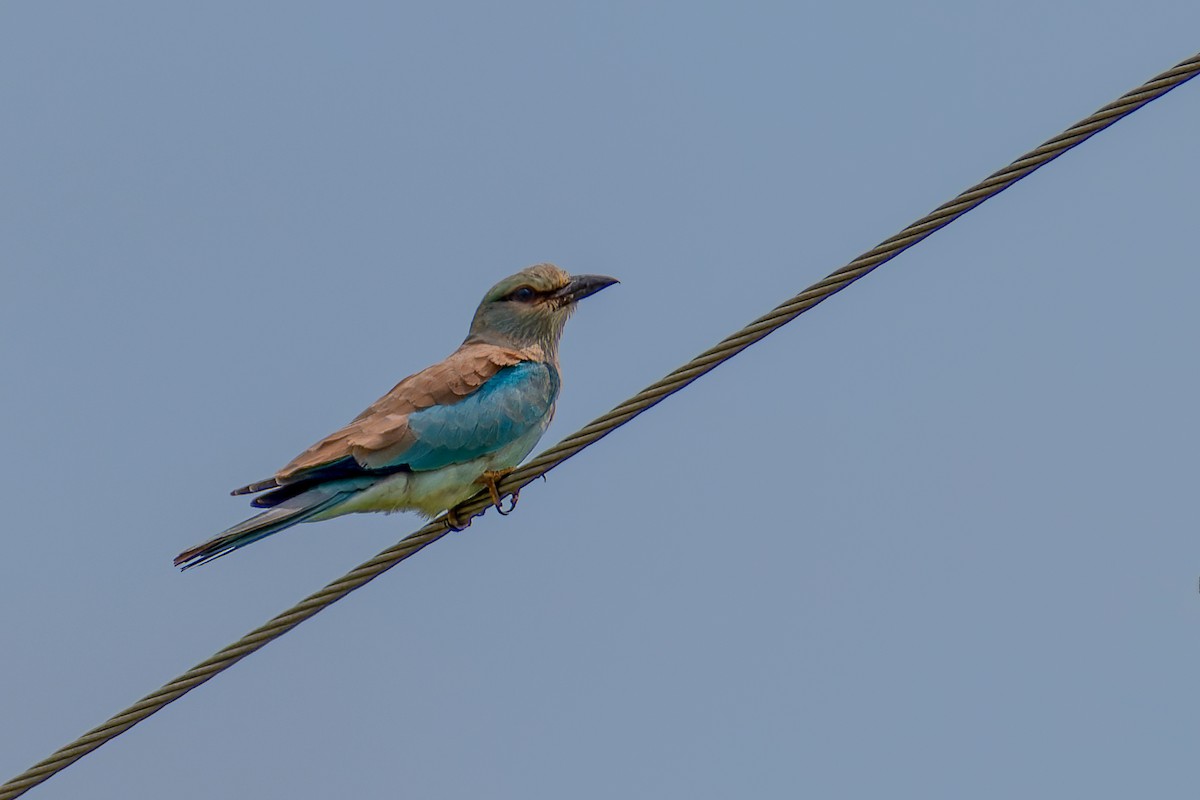 European Roller - ML624082990