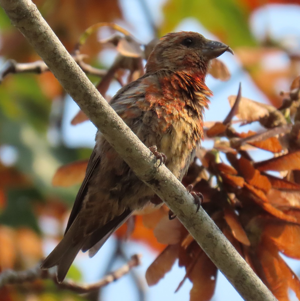 Red Crossbill - ML624083005