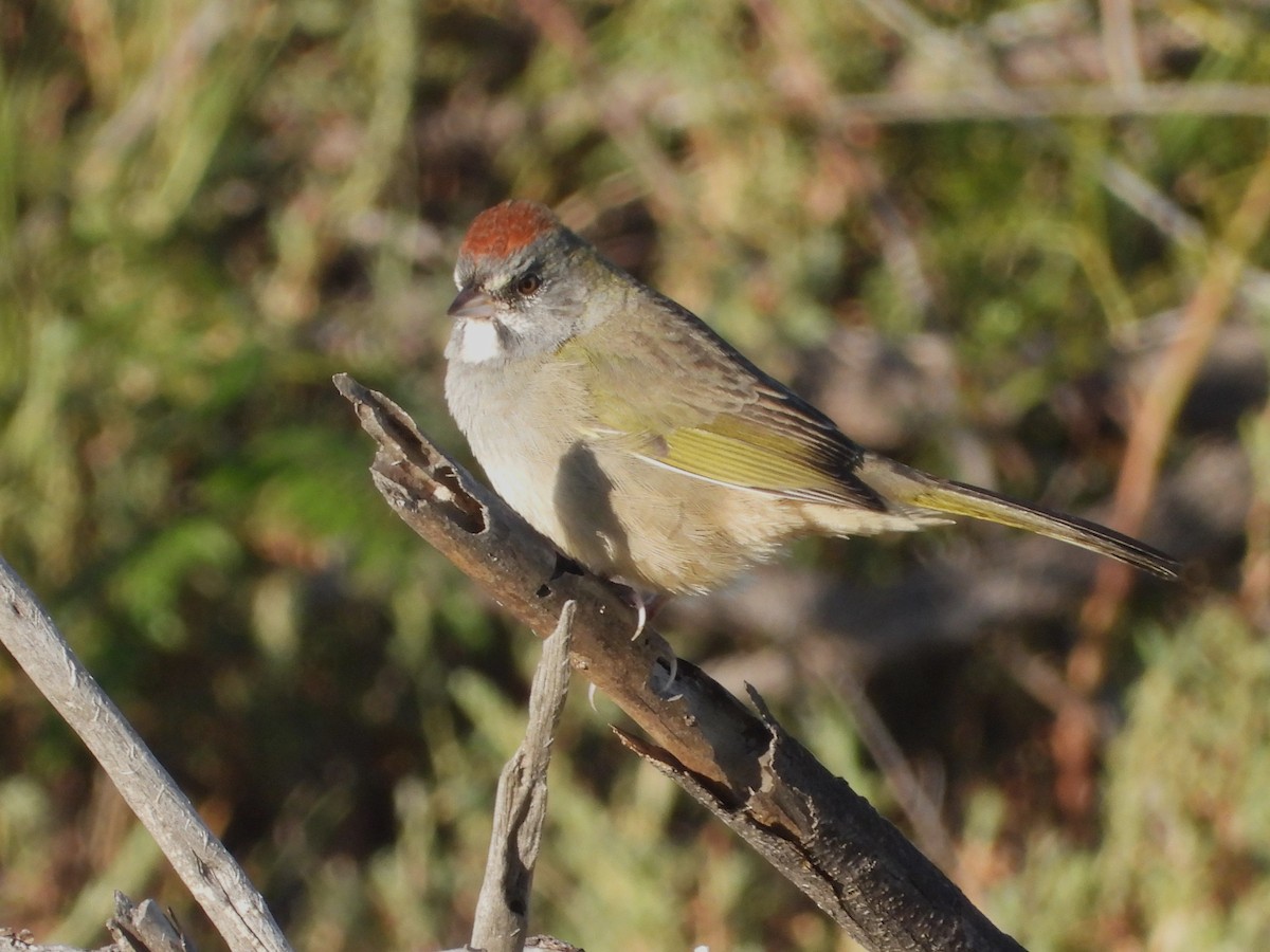 Green-tailed Towhee - Alan Ketcham