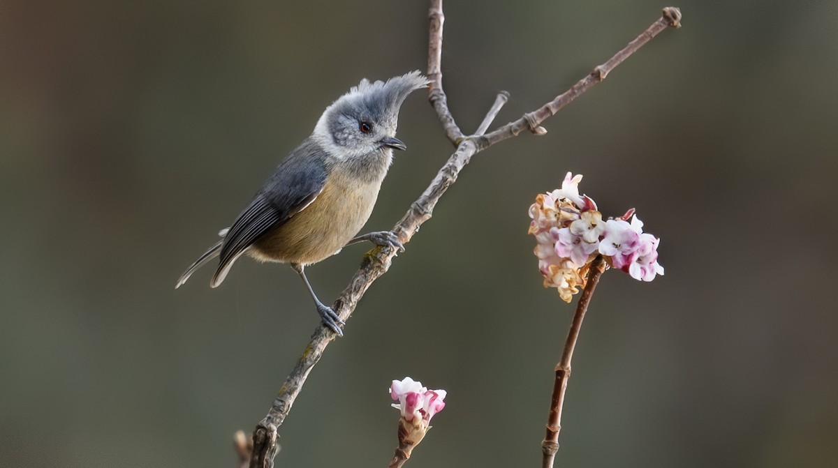 Gray-crested Tit - ML624083017