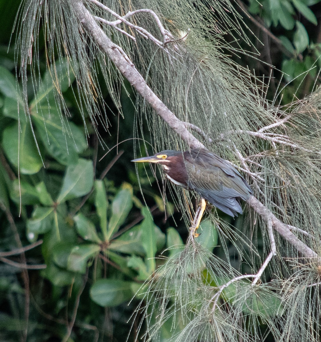 Green Heron - ML624083037