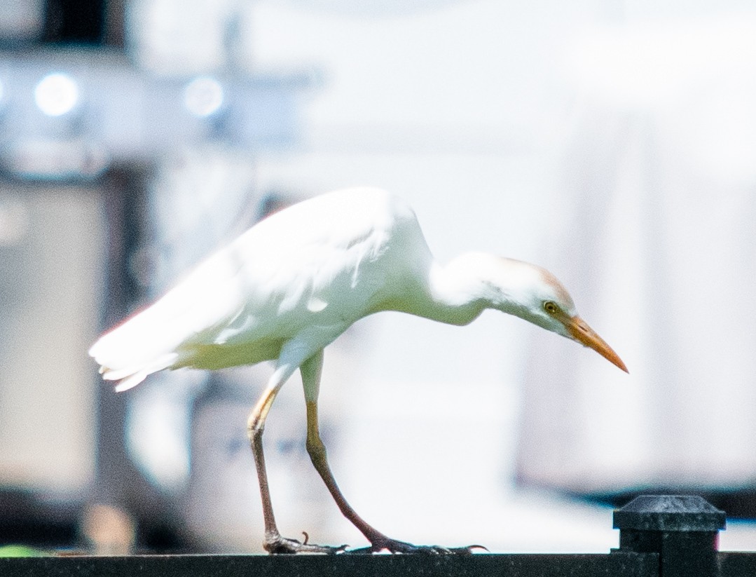 Western Cattle Egret - ML624083114