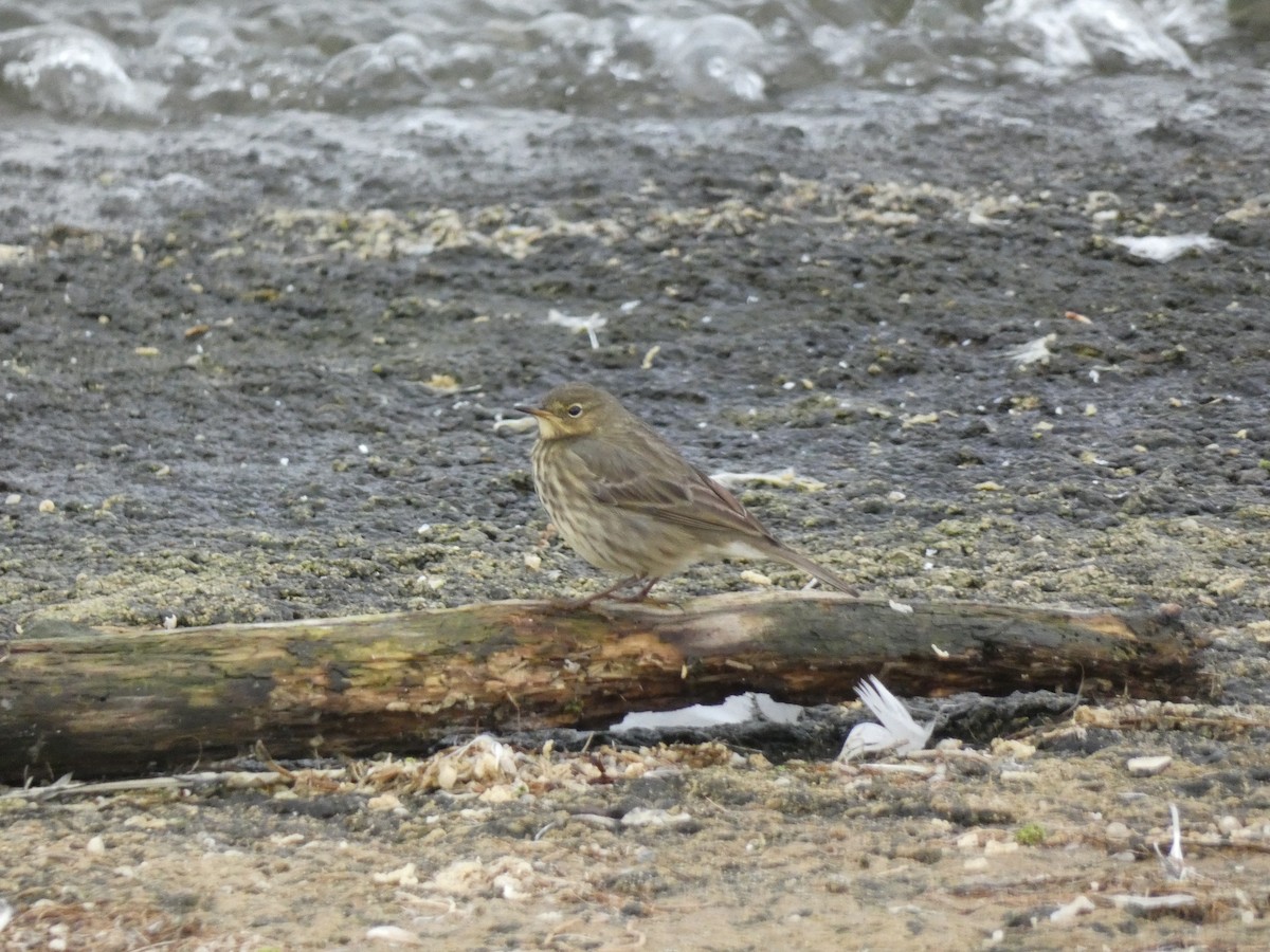 Rock Pipit - ML624083121