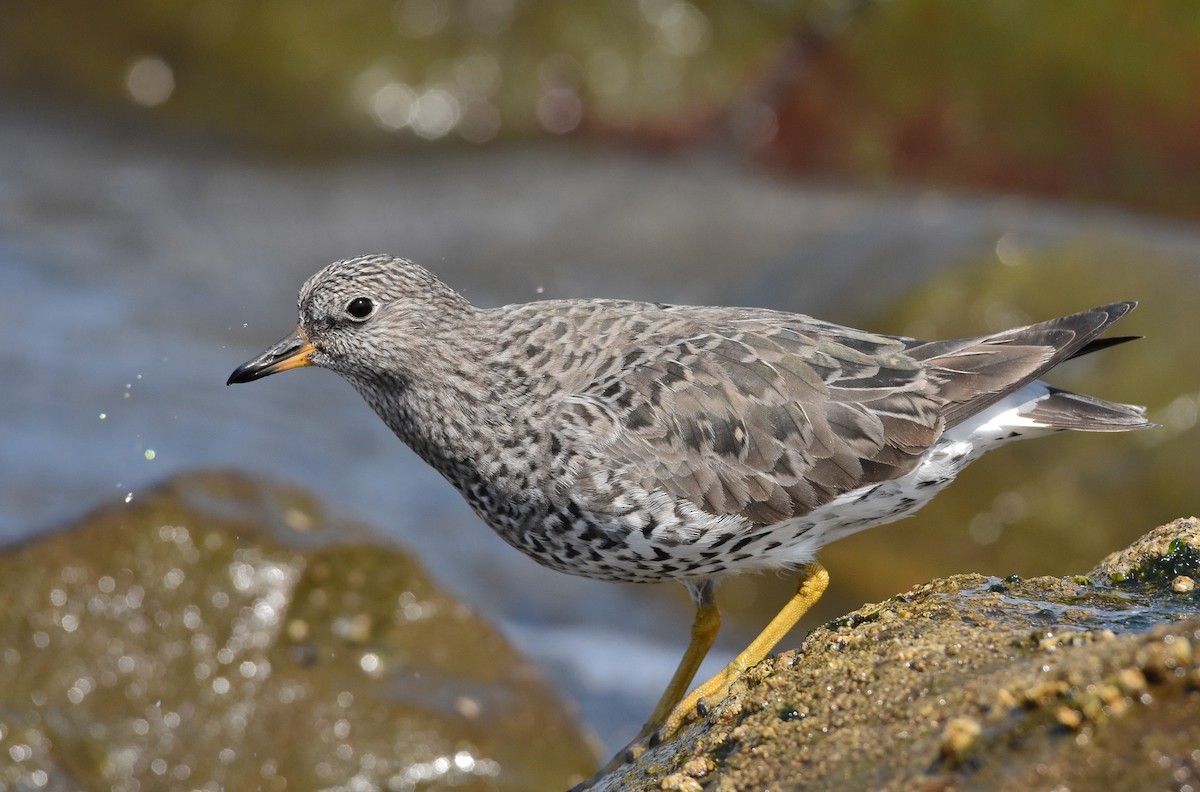 Surfbird - ML624083124