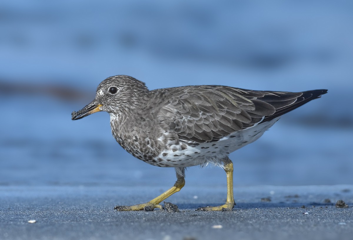 Surfbird - ML624083125