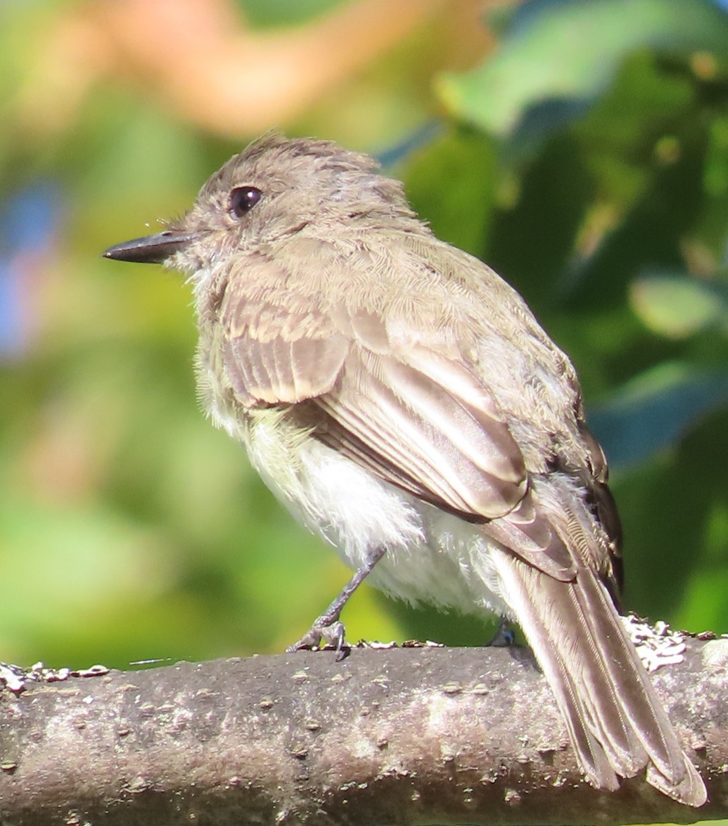 Eastern Phoebe - ML624083128