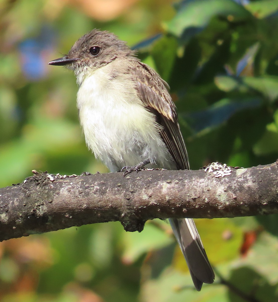 Eastern Phoebe - ML624083129