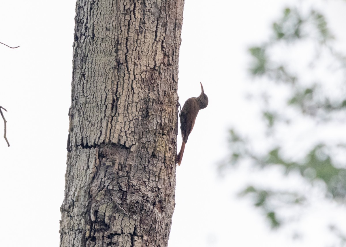 Dusky-capped Woodcreeper (Rondonia) - ML624083130
