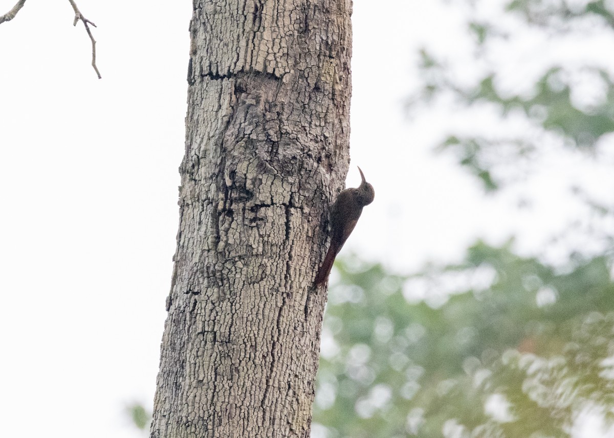 Dusky-capped Woodcreeper (Rondonia) - ML624083131