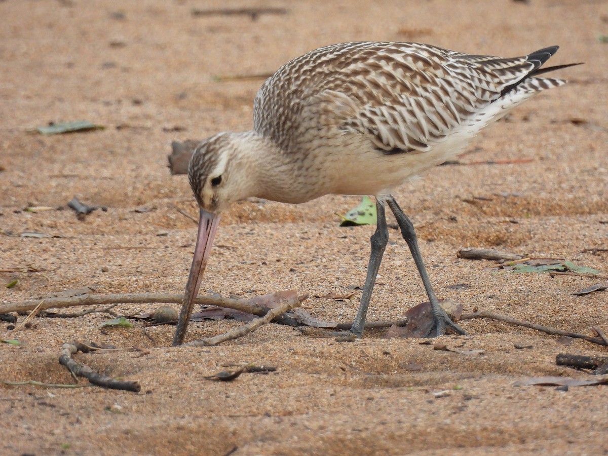 Bar-tailed Godwit - ML624083218