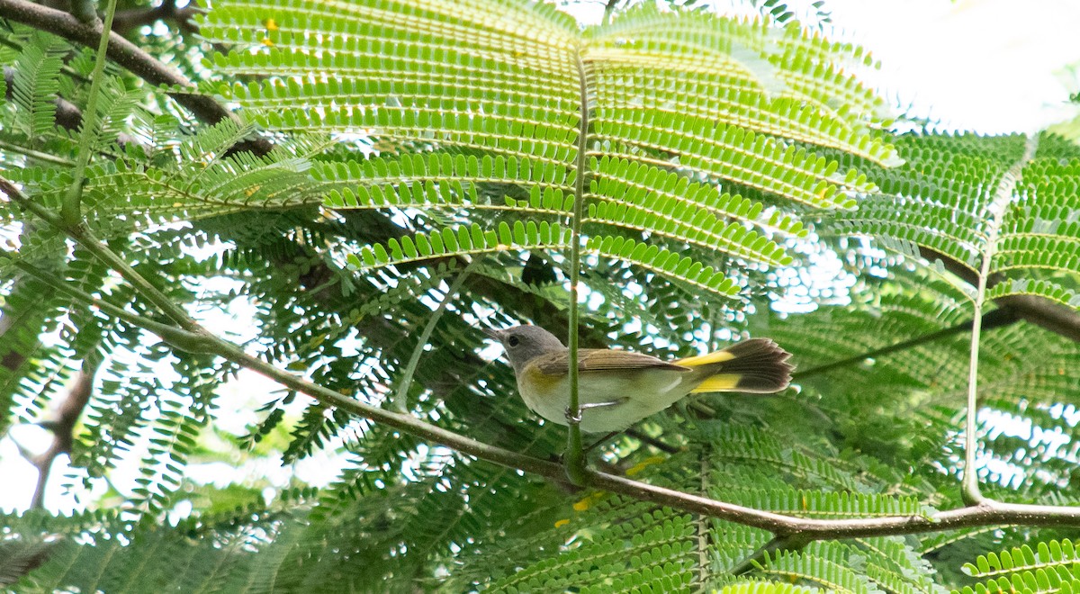 American Redstart - ML624083232